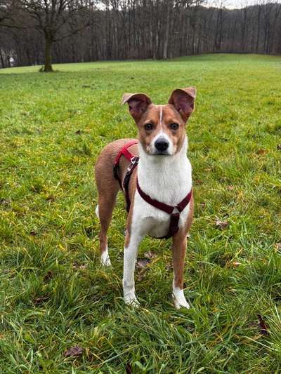 Hundetreffen-Gassitreffen in Otterberg-Bild