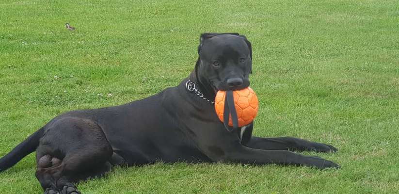 Rhodesian Ridgeback-Beitrag-Bild