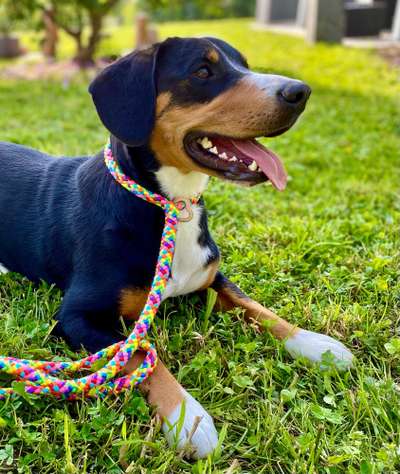 Entlebucher Sennenhund-Beitrag-Bild