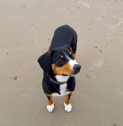 Entlebucher Sennenhund-Beitrag-Bild