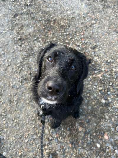 Hundetreffen-Sozial Kontakte/Spiel Runde-Bild