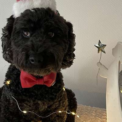 aktuelles Foto Gruppe Pudel