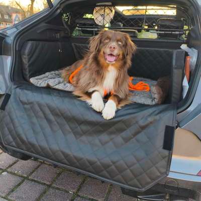 Welches Auto mit welchem Hund-Beitrag-Bild