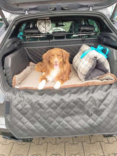 Welches Auto mit welchem Hund-Beitrag-Bild