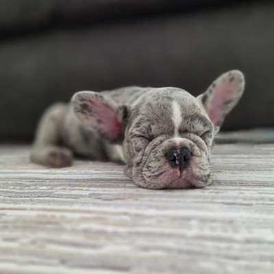 Hundetreffen-Welpentreff-Bild