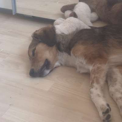 Hundetreffen-Treffen mit neuem Hund (5 Monate)-Profilbild