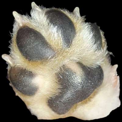 Hundetreffen-Welpentreff-Bild