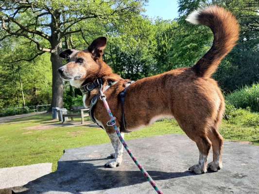 Unsere Fellnasen-Vielfalt im Überblick!-Beitrag-Bild