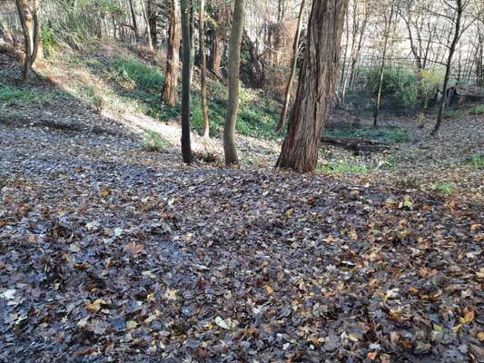 Hundeauslaufgebiet-Freilaufzone Paschupark-Bild