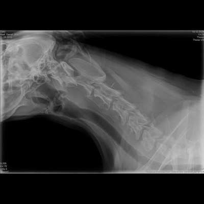 Röntgenbilder interpretieren-Beitrag-Bild