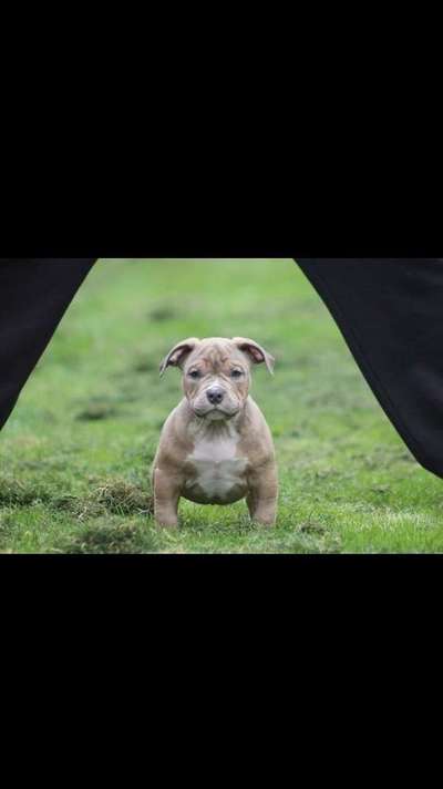 Welpen Bilder !-Beitrag-Bild