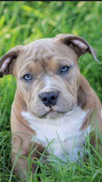 Welpen Bilder !-Beitrag-Bild