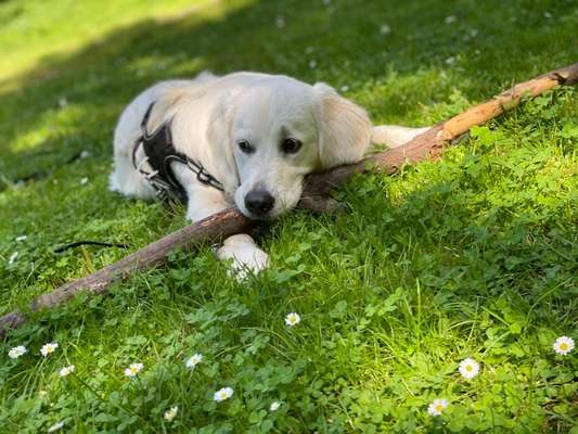 Hundetreffen-Spielfreund gesucht!-Bild