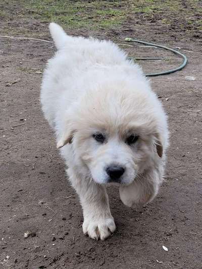 Polski Owczarek Podhalański,  Polnische Tatra Hund.-Beitrag-Bild