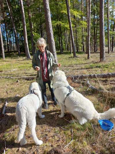 Polski Owczarek Podhalański,  Polnische Tatra Hund.-Beitrag-Bild