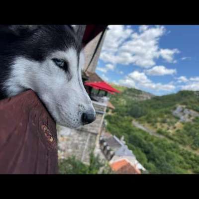 Der allerbeste Urlaub für Hund und Mensch-Beitrag-Bild