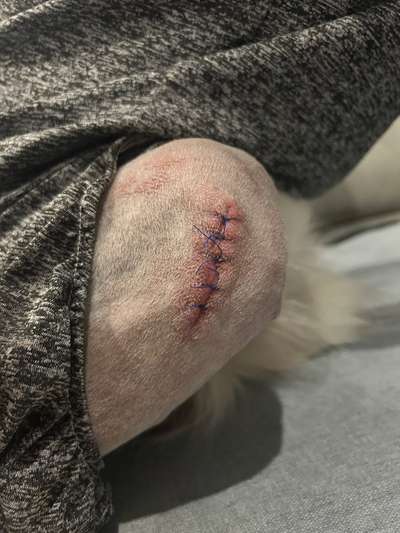 Mit 10 Monaten Patellaluxation-Beitrag-Bild