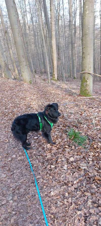 Wald Bild-Beitrag-Bild