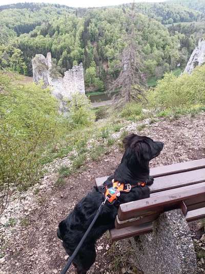 Die Dogorama Monats Challenge "Es grünt und blüht"-Beitrag-Bild