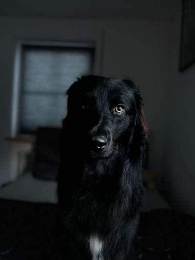 Labradorfans-Beitrag-Bild