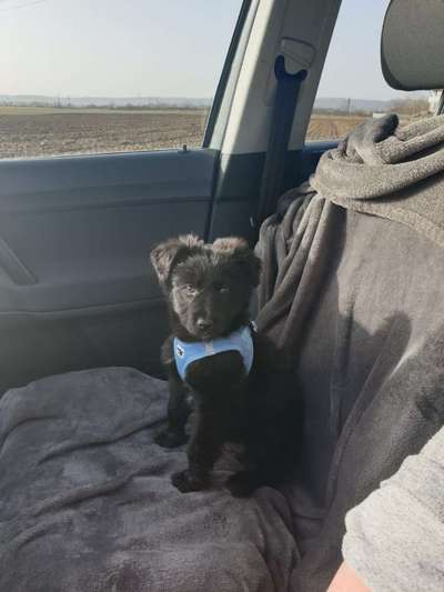 Welpen Bilder !-Beitrag-Bild