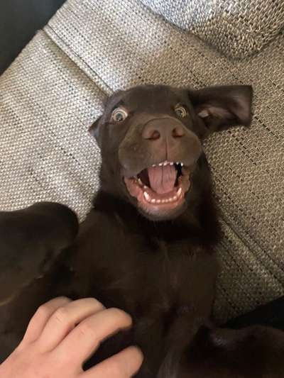 Hier ist der Spaßthread. Zum Schmunzeln und Kaputtlachen-Beitrag-Bild