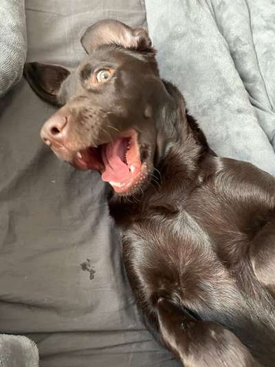 Hier ist der Spaßthread. Zum Schmunzeln und Kaputtlachen-Beitrag-Bild