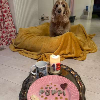 aktuelles Foto Gruppe Wurfgeschwister finden