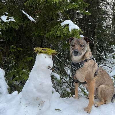 Hundetreffen-Social Walk-Bild