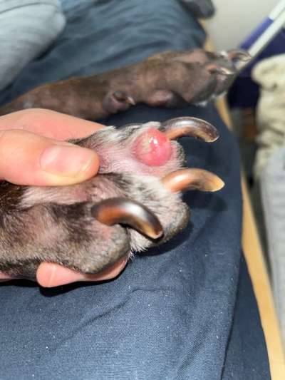 Roter Knubbelige Wucherung zwischen den Zehen-Beitrag-Bild