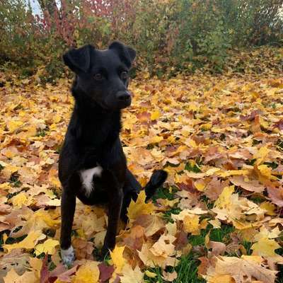 Hundetreffen-Gassitreffen-Bild