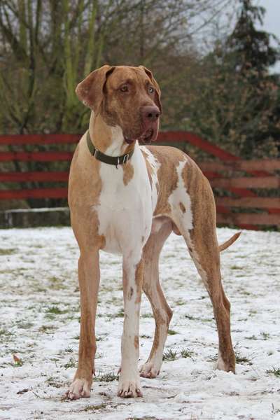 Deutsche Doggen Besitzer zeigt euch-Beitrag-Bild