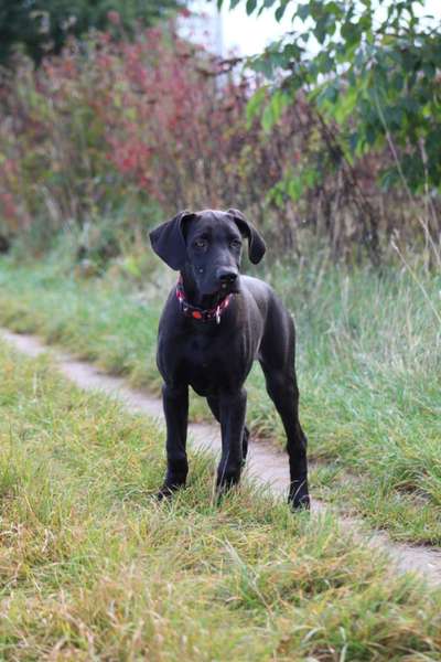 Mischlingshunde Foto Aufruf-Beitrag-Bild