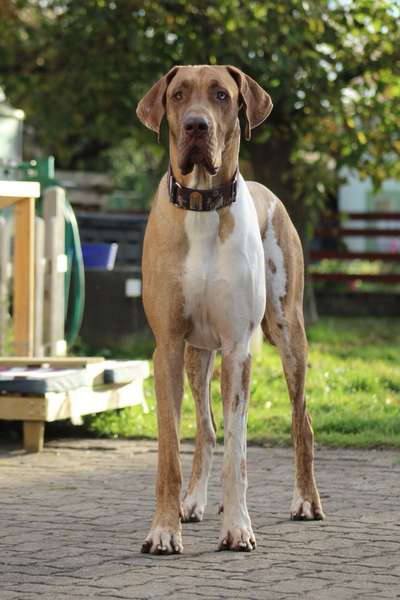 Deutsche Doggen Besitzer zeigt euch-Beitrag-Bild