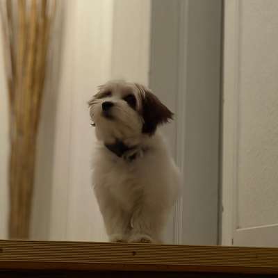 Hundetreffen-Ella sucht andere soziale Kontakte-Bild
