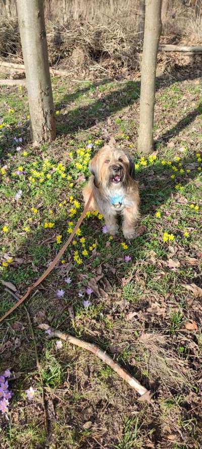 Dogorama Photo Challenge - die ersten Frühjahrsblumen-Beitrag-Bild