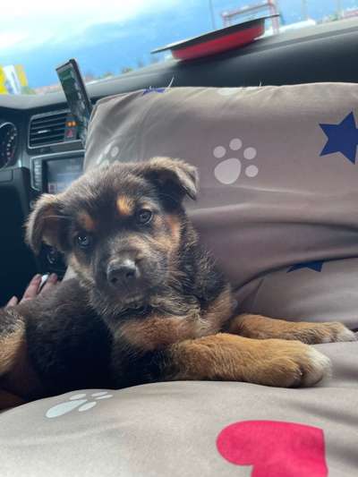 Schäferhund-Beitrag-Bild