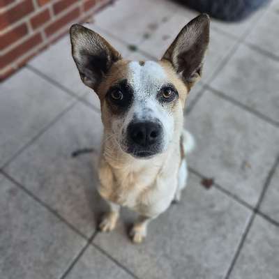 Hundetreffen-Social Walk-Bild