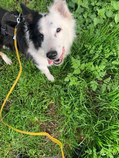 Handy Foto Challange Nr. 46  Happy Dog-Beitrag-Bild