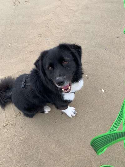 Handy Foto Challange Nr. 46  Happy Dog-Beitrag-Bild