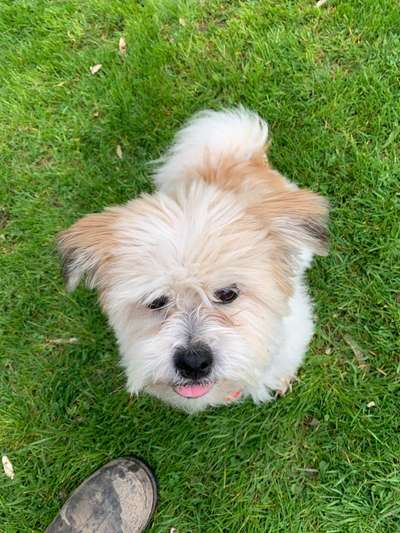 Handy Foto Challange Nr. 46  Happy Dog-Beitrag-Bild