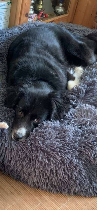 Hundebilder-Beitrag-Bild