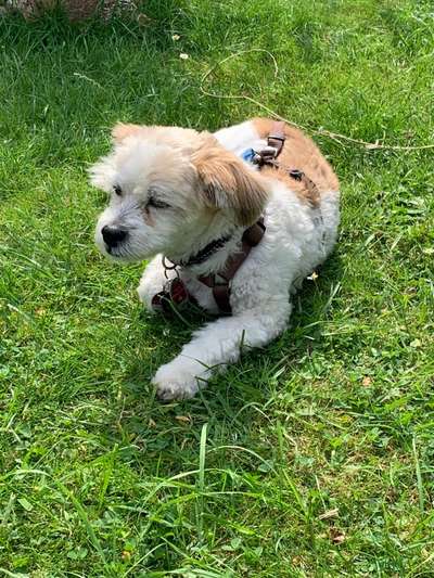 Mischlinge raten - Rätselspaß-Beitrag-Bild