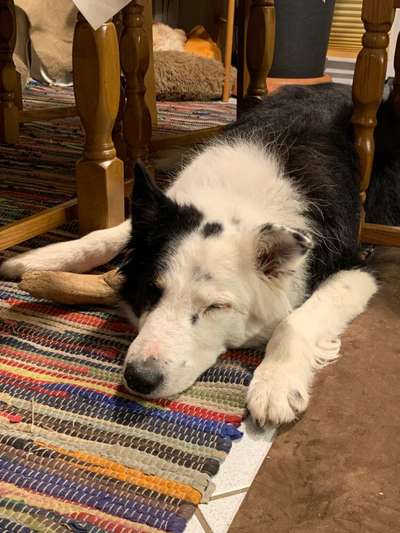 Hundebilder-Beitrag-Bild