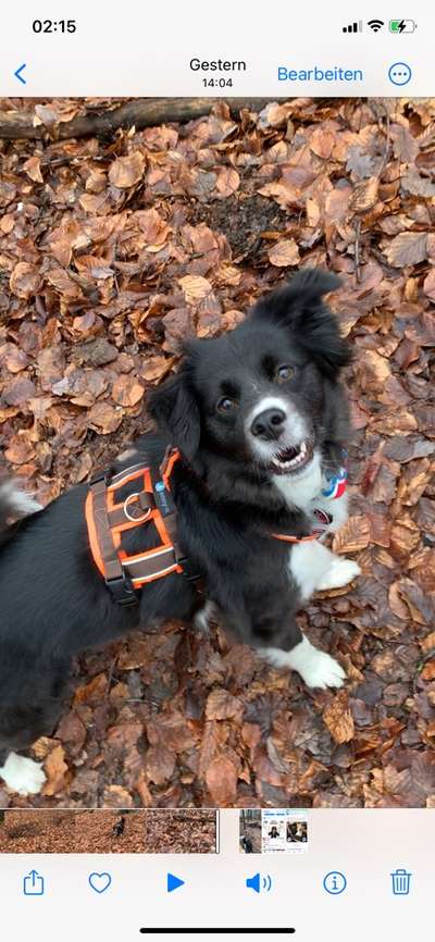 Handy Foto Challange Nr. 46  Happy Dog-Beitrag-Bild