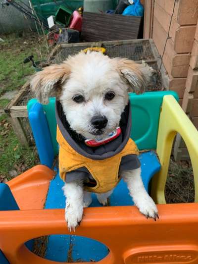 Hundebilder-Beitrag-Bild