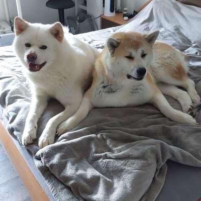 Seltene Rassen!-Beitrag-Bild