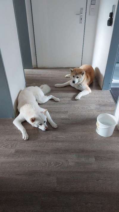 Seltene Rassen!-Beitrag-Bild