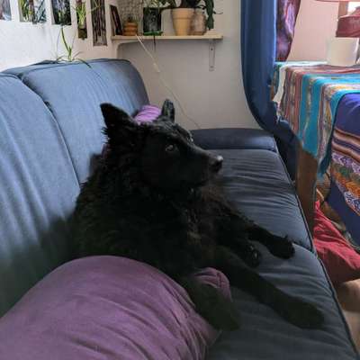 Hundetreffen-Spaziergang im Rosental