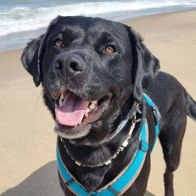 Hundetreffen-Spielbuddy gesucht-Bild